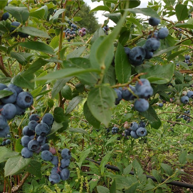 Blueberry Fields